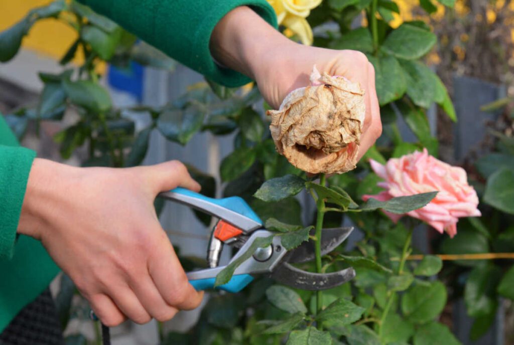 "Close-up of a gardener trimming spent rose flowers to promote healthy regrowth and continuous blooming."