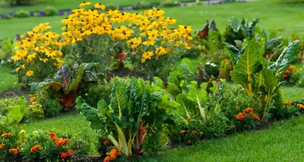 "Beautiful edible landscape combining decorative plants with herbs, vegetables, and fruit trees."
