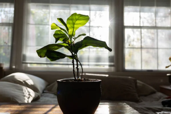 “Potted fiddle leaf fig tree in a living room, providing indoor greenery and vertical style.”