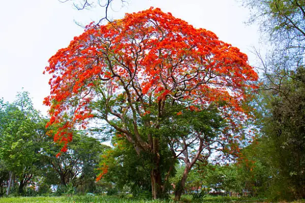 “Blooming flamboyant tree in a backyard, showcasing its striking red-orange flowers and shade potential.”
