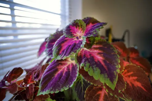 "Healthy indoor flower growing near a sunny window, showing proper light conditions for successful home gardening."