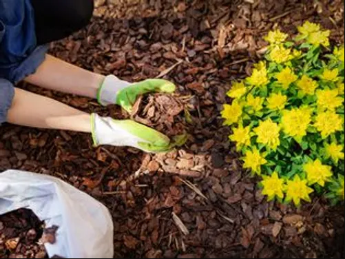 "Mulching flower beds to retain moisture and enhance soil health in a home garden."