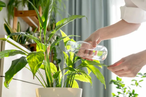 "Gardener watering a potted plant with a water jar, showing proper plant care and watering techniques for healthy home gardening."
