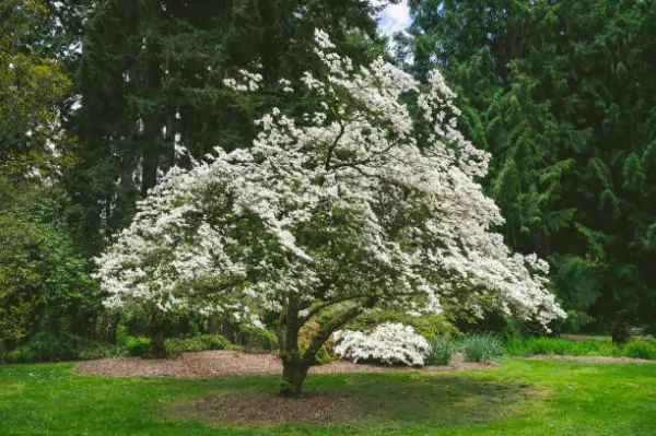 "Beautiful flowering dogwood tree with white blossoms in spring"