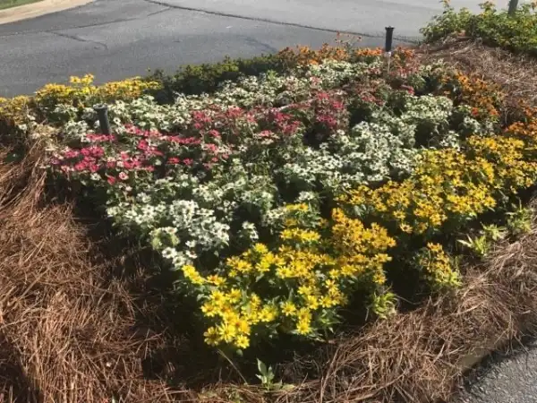 "Beautiful flower garden with colorful seasonal blooms and lush green plants"