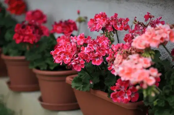 "Beautiful potted geraniums with vibrant pink blossoms and green leaves"