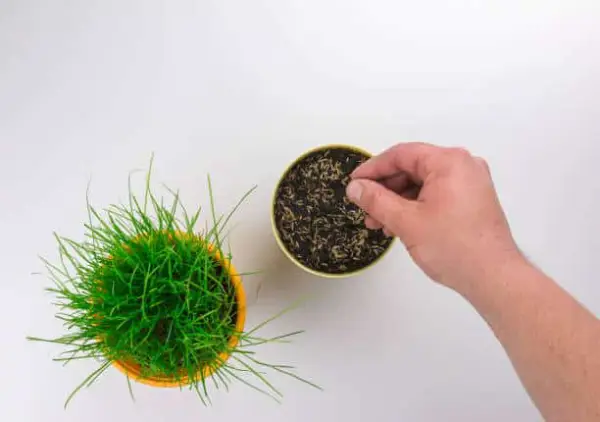"Choosing nutrient-rich soil mix for planting indoor plants"