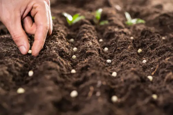 "Hand sowing grass seeds over freshly raked garden soil"
