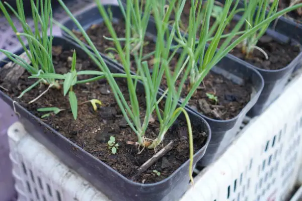 “Fresh green onions growing in pots indoors on a sunny windowsill, ideal for home gardeners and kitchen gardens.”