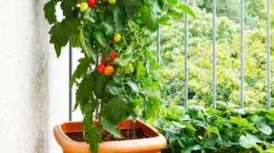 Read more about the article 10 Easy Vegetables You Can Grow in Pots