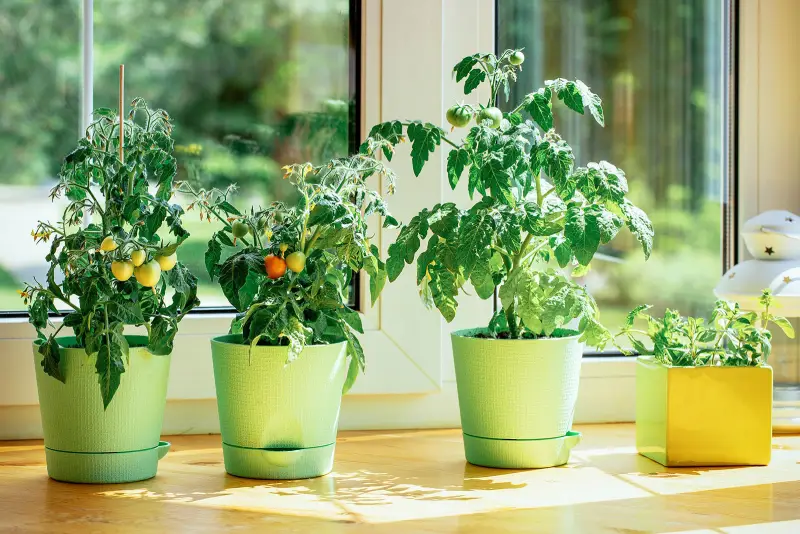 Read more about the article 5 Easy Vegetables You Can Grow Indoors All Year Round
