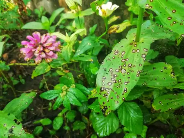 "Close-up of flower leaves with holes caused by garden pests or insects – common plant leaf damage problem"