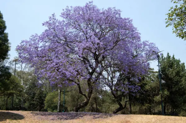 “Blooming jacaranda tree in a backyard, showcasing its vibrant purple flowers and shade potential.”