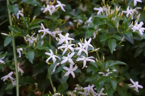 "Jasmine flowers in full bloom adding fragrance and beauty to a home garden"