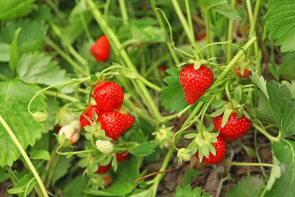 "Healthy June-bearing strawberries ready for harvest in the garden"