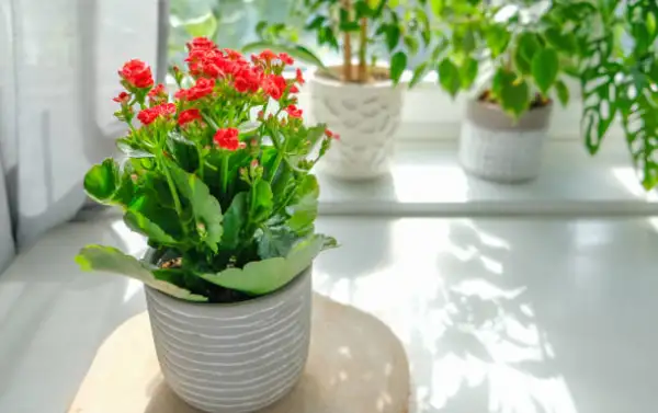 "Vibrant kalanchoe houseplant with clusters of small bright blooms"