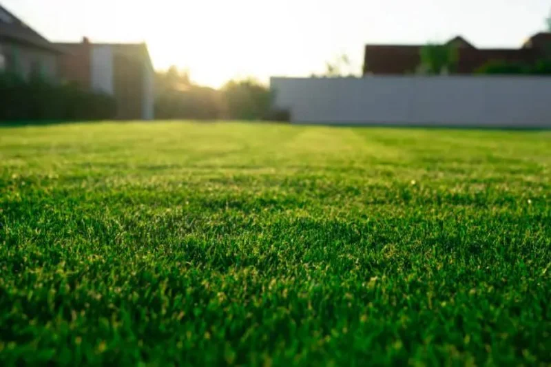 Read more about the article How to Choose the Right Grass Type for Your Climate