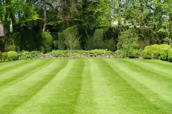 "Healthy green lawn after successful weed removal"