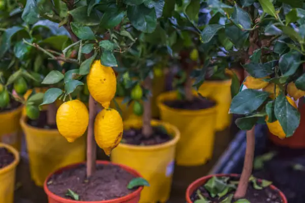 "Lemon trees with ripe yellow fruits growing in a sunny garden"