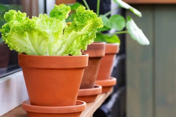 "Fresh green lettuce growing in pots on a sunny balcony"