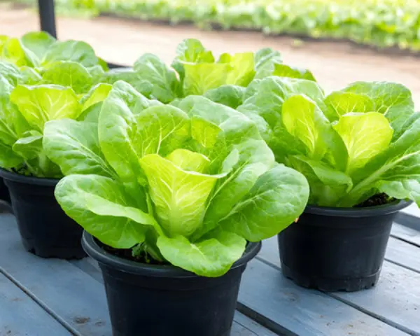 “Indoor lettuce plants in containers for small space vegetable gardening”