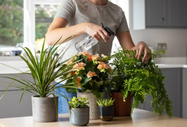 "Gardener applying liquid fertilizer to potted flowers, demonstrating effective plant feeding techniques for healthy and vibrant blooms."