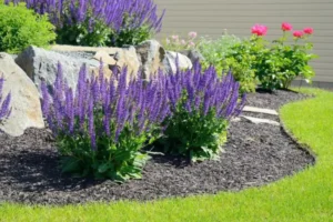 Read more about the article 🌿 How to Mulch Around Your Flowers for Better Growth