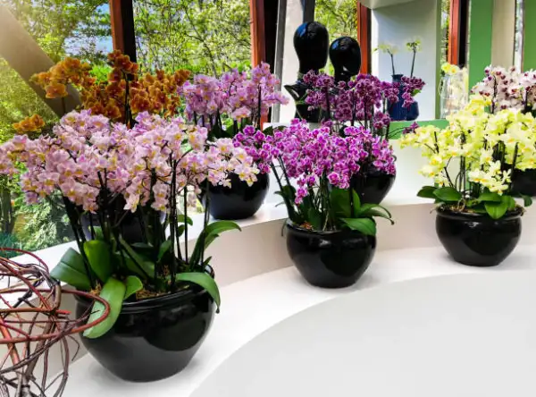 "Beautiful orchids in flower pots displayed on a sunny windowsill"