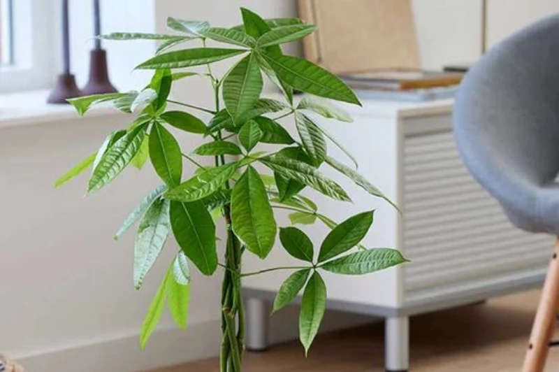 Read more about the article 7 Best Indoor Trees to Add Height and Style to Your Home