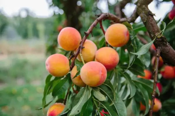 "Peach tree with ripe peaches growing in a sunny backyard garden"