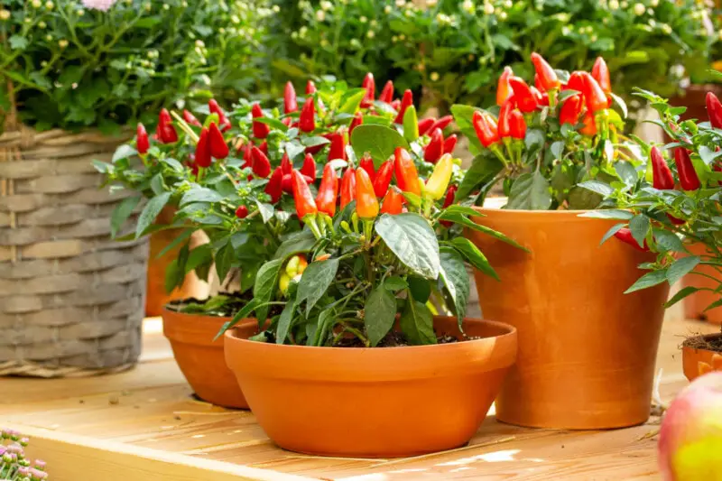 "Potted pepper plant thriving in a sunny balcony garden"