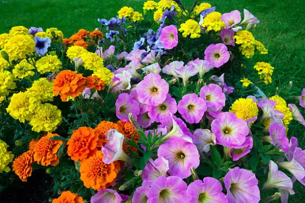 "Petunia and African Marigold flowers blooming together in a colorful garden bed"