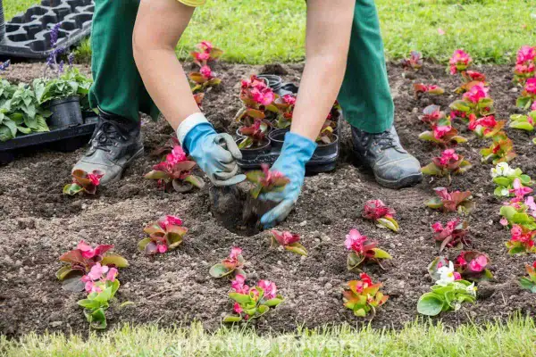 "Well-spaced garden flowers growing evenly, demonstrating proper plant spacing for healthy growth and attractive garden design."