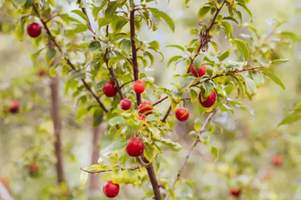 "Healthy plum tree full of green leaves and ripening plums"