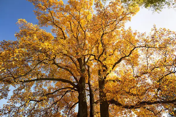 "Tall Tulip Poplar tree with vibrant green leaves and orange-centered blossoms"