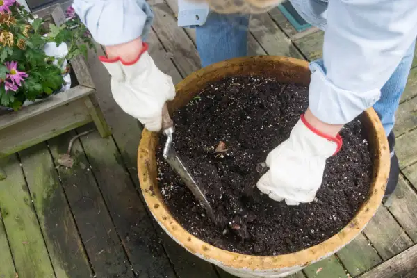 "Gardener using a shovel and bucket to collect soil for potting plants, demonstrating essential gardening preparation techniques."
