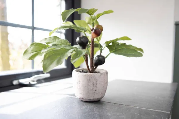 "Healthy potted fig tree with broad green leaves on a sunny patio"