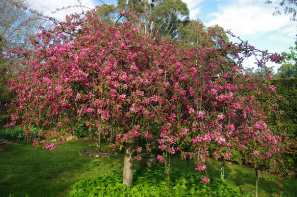 "Crabapple tree covered in pink and white spring blossoms"