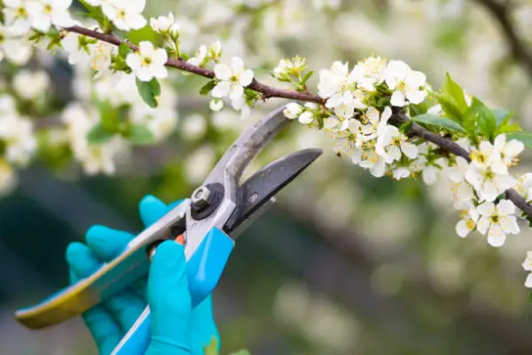 "Gardener pruning flowers to encourage healthy growth and blooming"