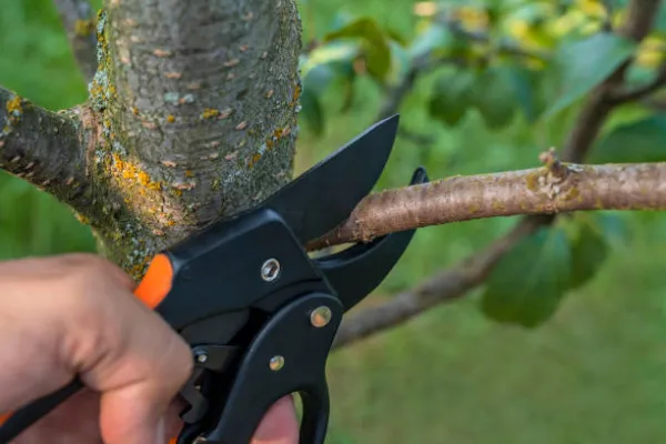 "Gardener pruning tree branches to promote healthy growth"