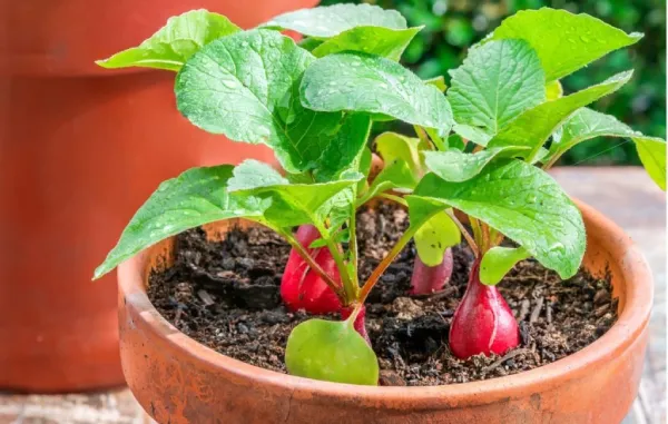 "Radishes growing in pots with healthy green tops and rich soil"