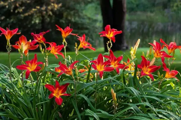 "Red daylilies blooming in a vibrant summer garden"