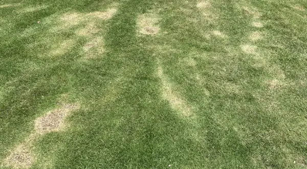 "Lawn scalping to remove old grass and promote new growth"