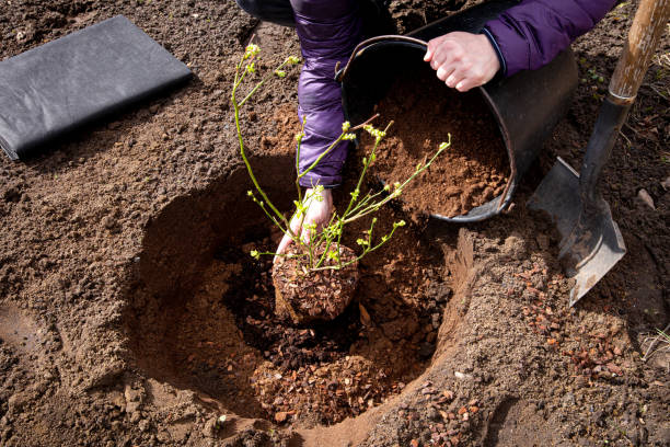 Gardener planting a young blue berry shrub in prepared soil to enhance the garden landscape."
