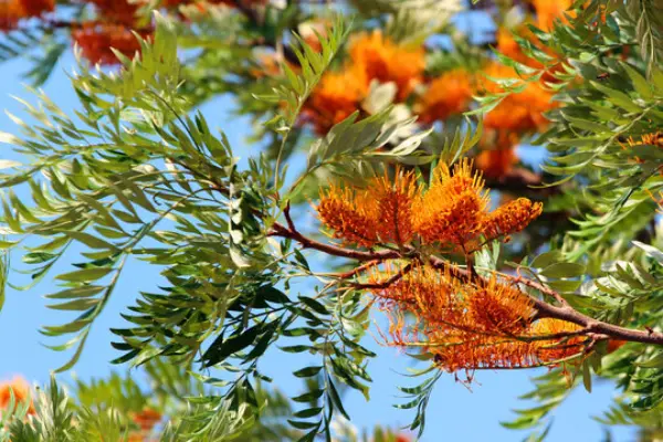 “Silky oak tree in full growth, a top choice for backyard landscaping due to its shade and ornamental appeal.”