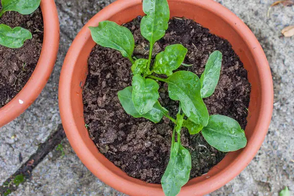 “Healthy spinach plants growing indoors in pots near a window, perfect for small space vegetable gardening.”