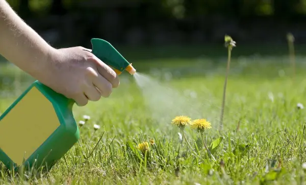 "Gardener spraying dandelion weeds in the lawn to prevent weed spread"