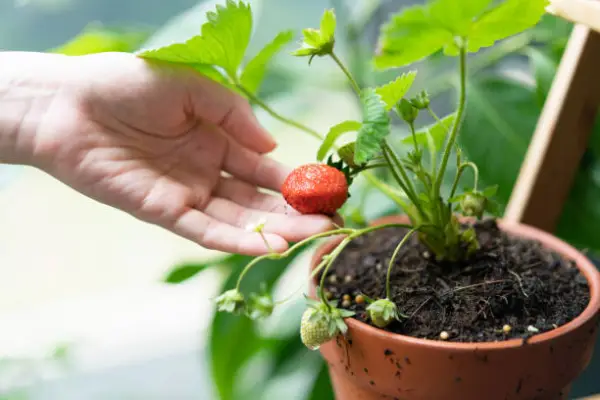"Strawberry plants growing in a container with ripe red fruits and green leaves"