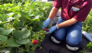 Read more about the article How to Grow Strawberries at Home: A Step-by-Step Beginner’s Guide