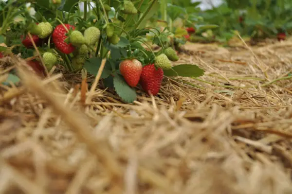 "Gardener applying mulch around strawberry plants to retain moisture"